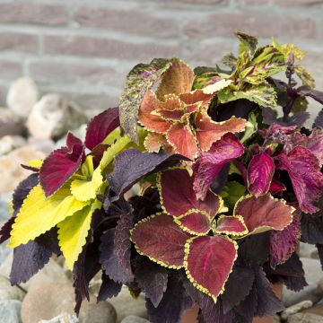 Coleus Pinto Mix (semi) - Coleo