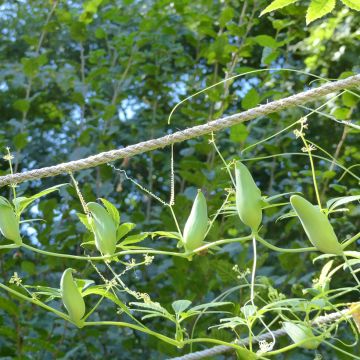 Cyclanthera pedata (semi) - Kaywa