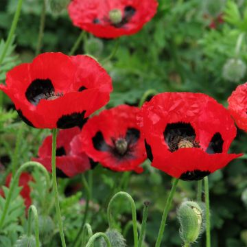 Papaver commutatum Ladybird