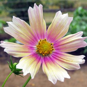 Cosmos Apricot Lemonade - Cosmea