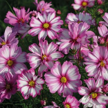 Cosmos Capriola - Cosmea