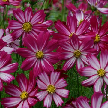 Cosmos Cosimo Red White - Cosmea