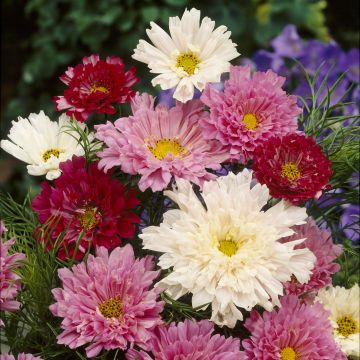 Cosmos Cosmos Double Click Mixed - Cosmea