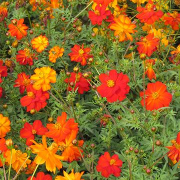 Cosmos sulphureus Ladybird Mixed - Cosmea arancione