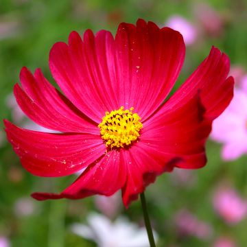 Cosmos Sensation Dazzler - Cosmea