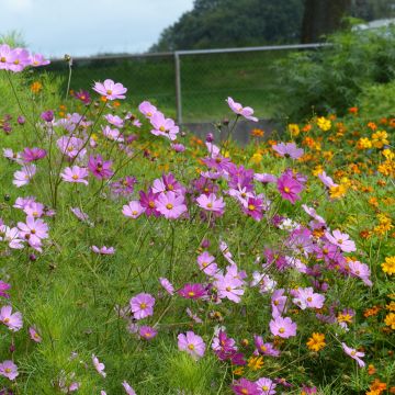 Cosmos Sensation Mix BIO (semi) - Cosmea