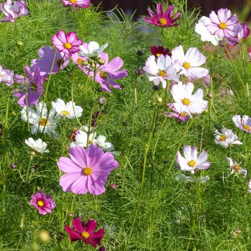 Cosmos Sensation - Cosmea