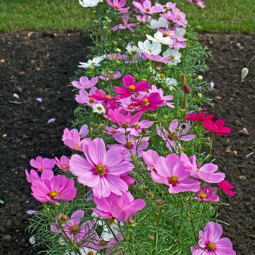 Cosmos Sonata - Cosmea