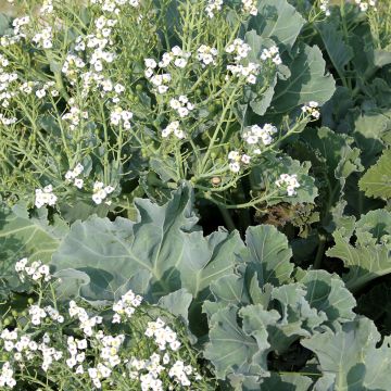 Crambe maritima - Cavolo marino (semi)