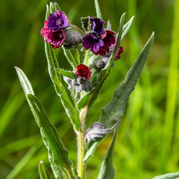 Cynoglossum officinale - Lingua di cane vellutina