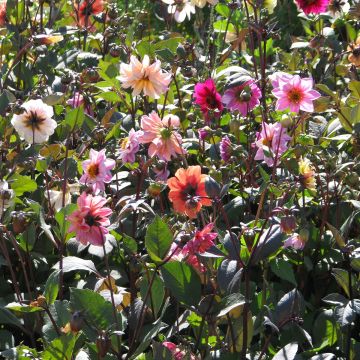 Dahlia variabilis Redskin