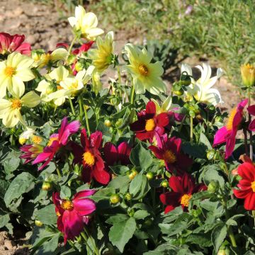 Dahlia variabilis Mignon Mix (semi)