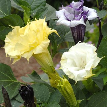 Datura metel Ballerina Mixed - Tromba del diavolo