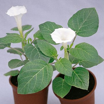 Datura metel Belle Blanche (semi) - Tromba del diavolo