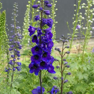 Delphinium Tall Black Knight - Speronella