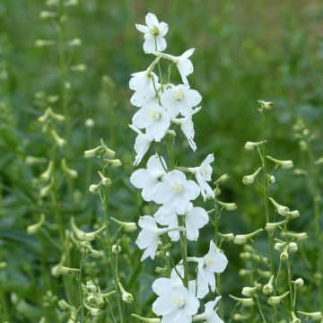 Delphinium belladonna Casablanca (semi)  - Speronella