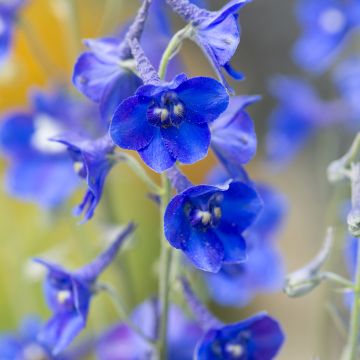 Delphinium Volkerfrieden Oriental Blue - Speronella