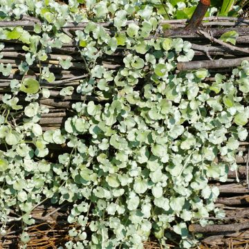 Dichondra argentea Silver Falls (semi)