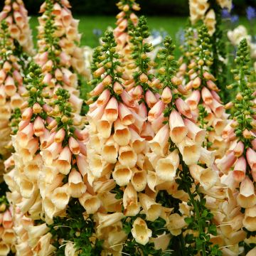 Digitalis purpurea Dalmatian Peach - Digitale rossa