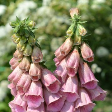 Digitalis mertonensis Summer King (semi) - Digitale