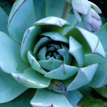 Echeveria peacockii Urban Orange (semi)