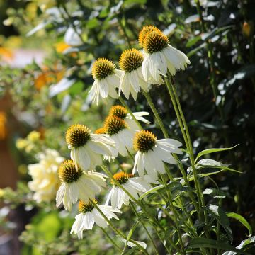 Echinacea purpurea Feeling White