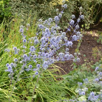 Eryngium planum (semi)