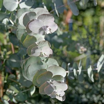 Eucalyptus cinerea Silver Dollar (semi) - Eucalipto