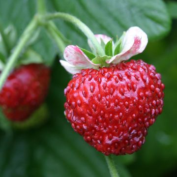 Fragola Mignonette