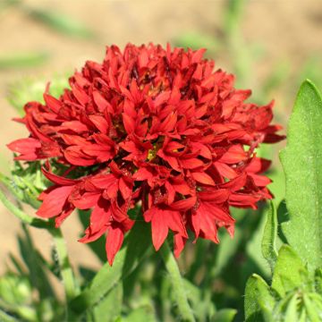 Gaillardia pulchella Red Plume