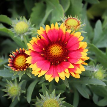 Gaillardia aristata Arizona Sun