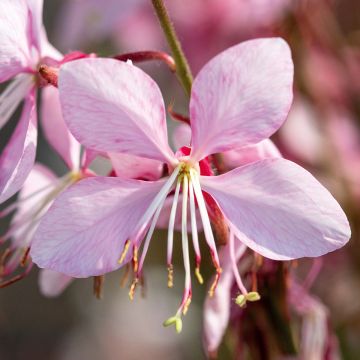 Gaura Emmeline Pink Bouquet