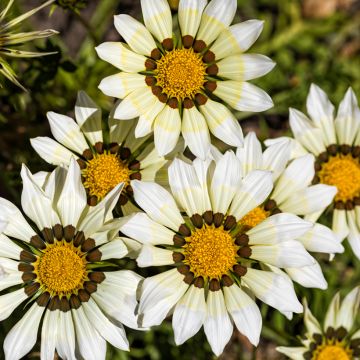 Gazania rigens Kiss White F1 - Gazania del Capo