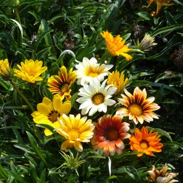 Gazania Sunshine Hybrids - Gazania del Capo