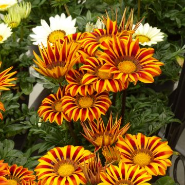 Gazania rigens Zany F1 Orange Flame (semi) - Gazania del Capo