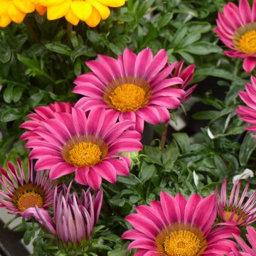 Gazania rigens Zany F1 Pink (semi) - Gazania del Capo