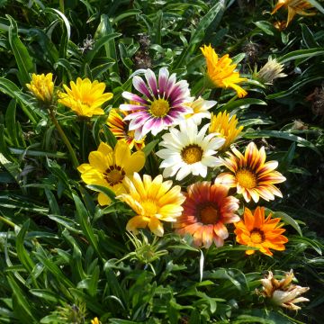 Gazania Garden Star Mix (semi) - Gazania del Capo