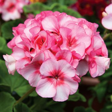 Pelargonium New Star F1 Hybrid