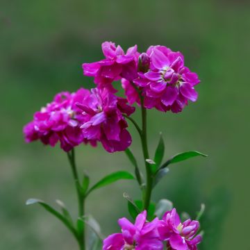 Matthiola incana Anytime Hot Pink (semi) - Violaciocca rossa