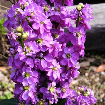 Matthiola incana Anytime Lavender (semi) - Violaciocca rossa