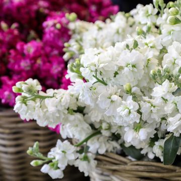 Matthiola incana Anytime White (semi) - Violaciocca rossa