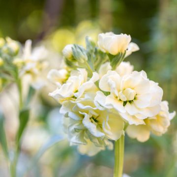 Matthiola incana Anytime Yellow (semi) - Violaciocca rossa