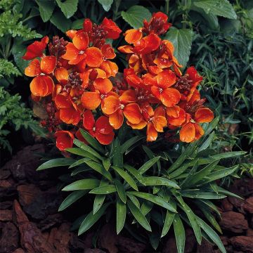 Erysimum Bedder Scarlet (semi) - Violaciocca