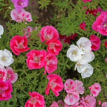 Godezia Pastel Posies