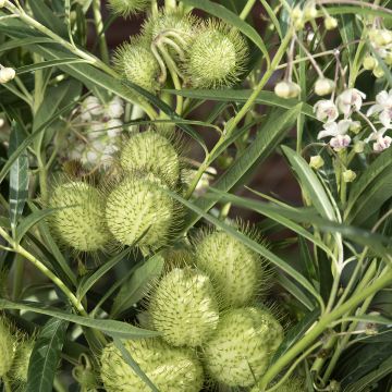 Gomphocarpus fruticosus Cottonbush