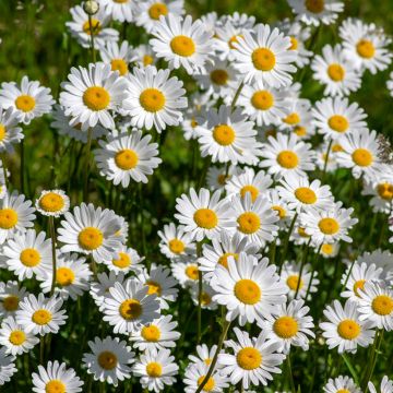 Leucanthemum vulgare (semi) - Margherita comune