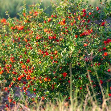 Melograno Nanum - Punica granatum