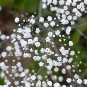 Gypsophila paniculata Snowflake (semi)