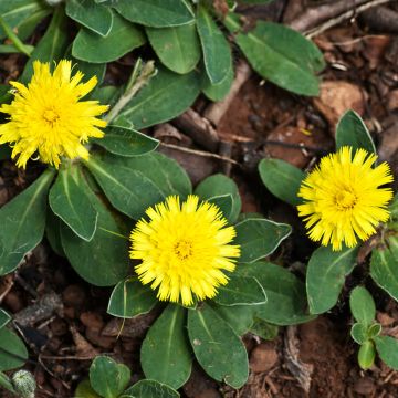 Hieracium pilosella - Pilusela