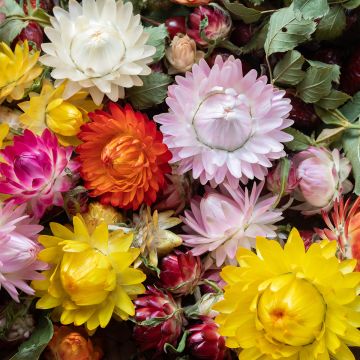 Helichrysum bracteatum Pastel Mixture - Elicriso lucido